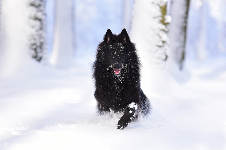 chien, chien de berger belge, Groenendael, Running dog, neige, nature, animaux de compagnie