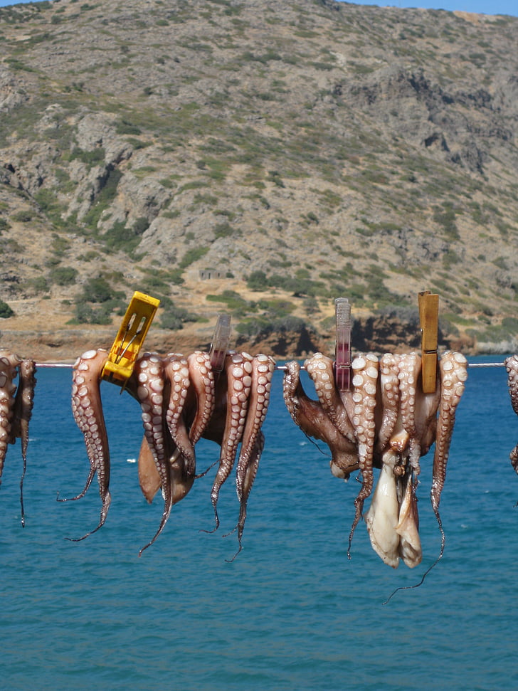 calamar, Octopus, Creta, vacaciones, seco, animales, línea de ropa