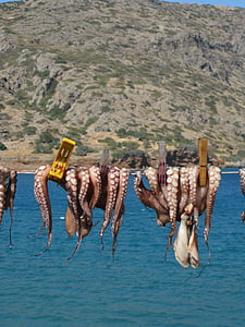 Kalmāri, Astoņkājis, Crete, brīvdiena, sausais, dzīvnieki, apģērbu līniju