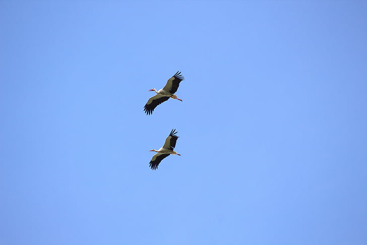 birds, storks, fly, animals