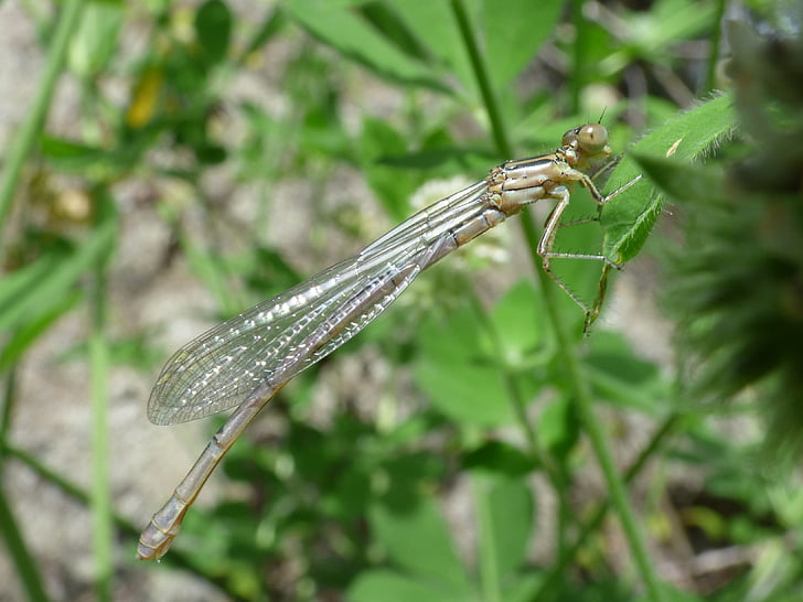 Dragonfly, Dragonfly vit, flickslända, Platycnemis acutipennis, insekt, naturen, djur