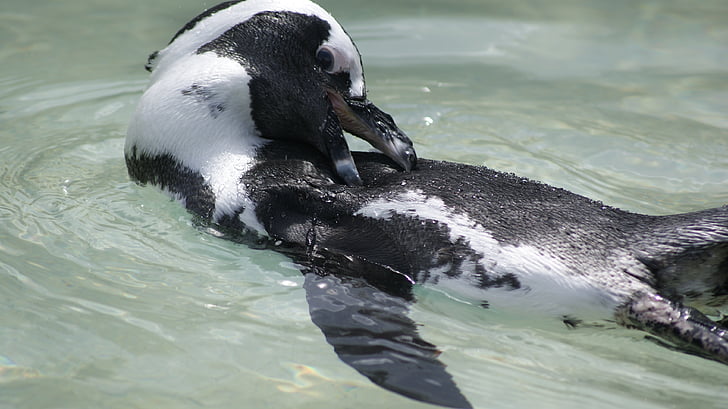 pingüino africano, natación, Parque zoológico, Wilhelma, agua, Pingüino de