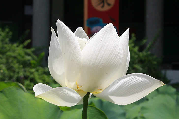 Lotus, planta, flor
