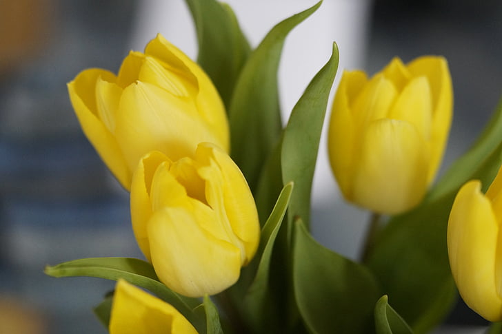 tulipas, amarelo, flor, flor, flor, fechar, Primavera