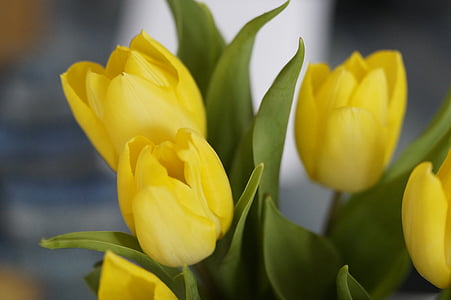 tulipani, rumena, cvet, cvet, cvet, blizu, pomlad