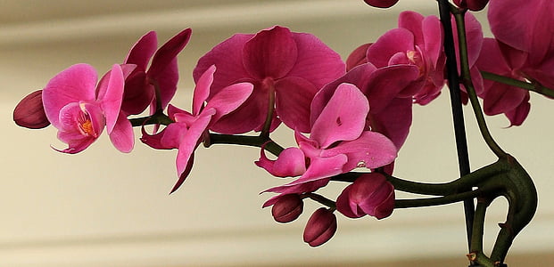 orchidėja, gėlė, žiedų, žydėti