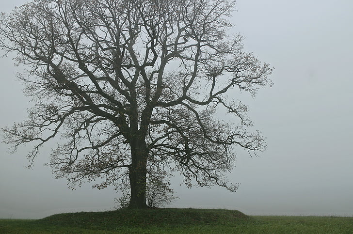δέντρο, ομίχλη, σκιά, σιλουέτα, φως