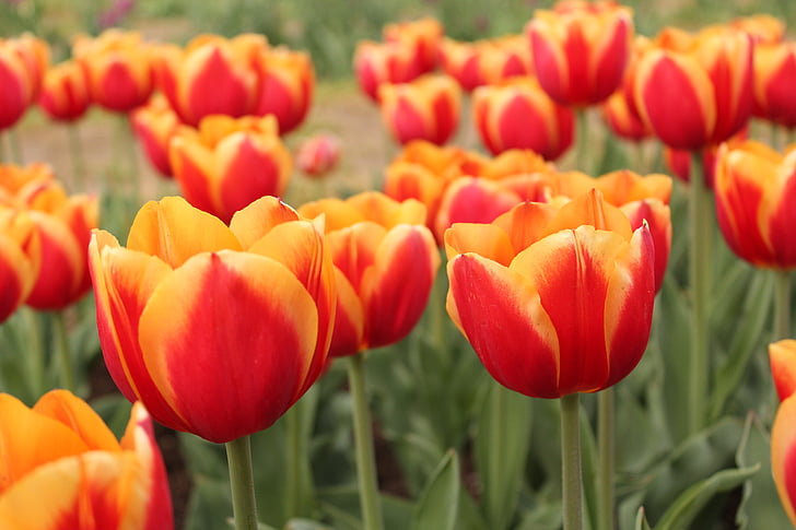 Tulip, blomst, blomstermotiver, forår, natur, rød, blomstrende