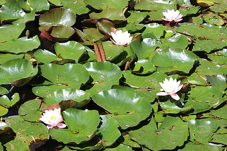 water lilies, water, flower, lily, nature, plant, pond