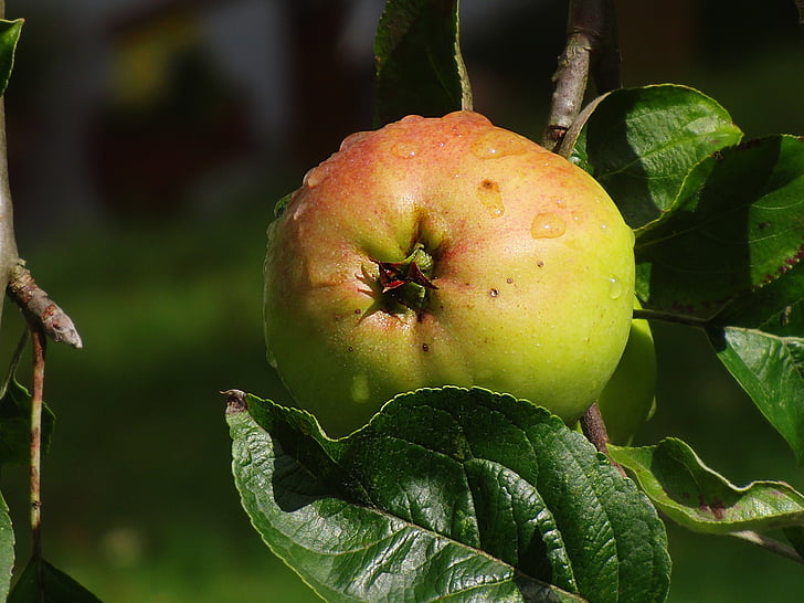 Apple, sommar, frukt, trädgård, Frisch, grön, naturen