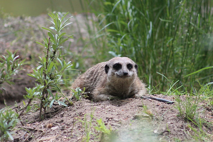 Meerkat, động vật có vú, lông thú, tò mò, Tiergarten, động vật