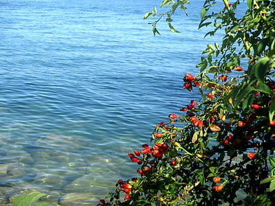 wild rose, bush, rose hip, red, fruits, lake, water