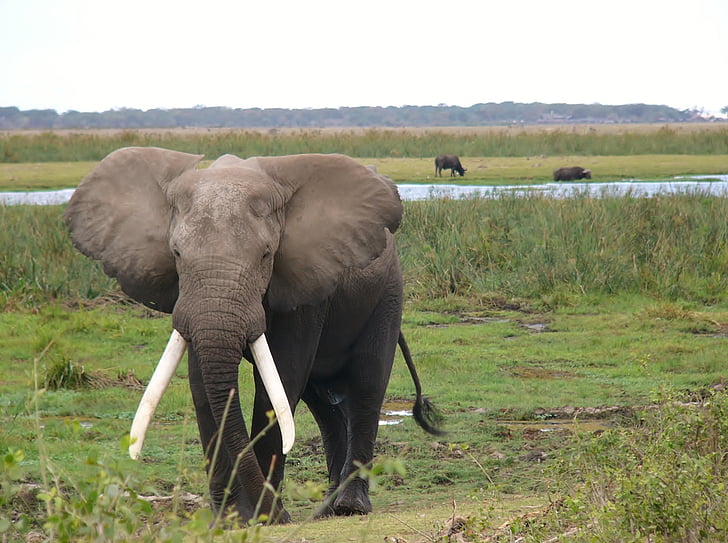 park Narodowy Amboseli, Kenia, Słoń, zwierząt, zwierzęta, Natura, Słoń afrykański
