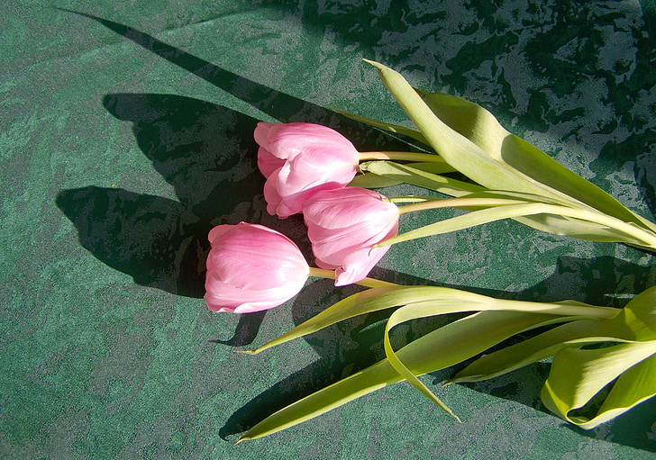 Tulip, ružový kvet, rezané kvety