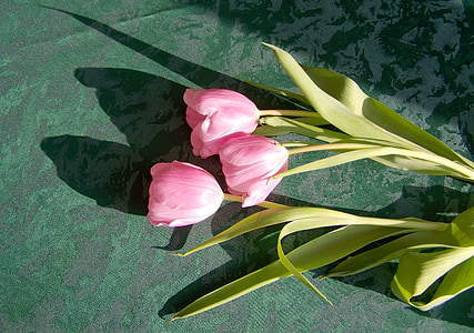 tulipán, rózsaszín virág, vágott virág