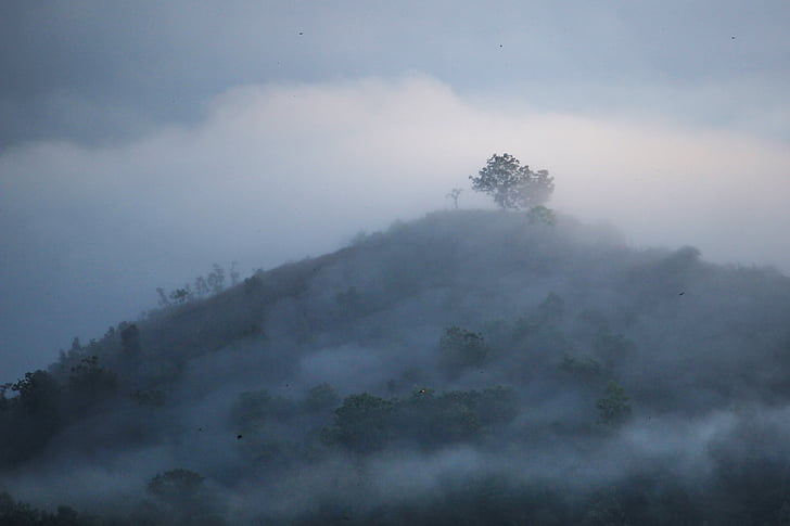 foggy, trees, forest, dawn, fog, mist, landscape