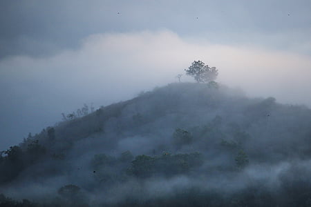 mglisty, drzewa, lasu, świt, mgła, mgła, krajobraz