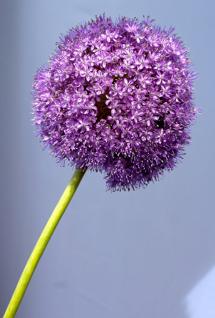 Allium, violetinė, kamuolys, gėlė, uždaryti, žiedų, žydėti