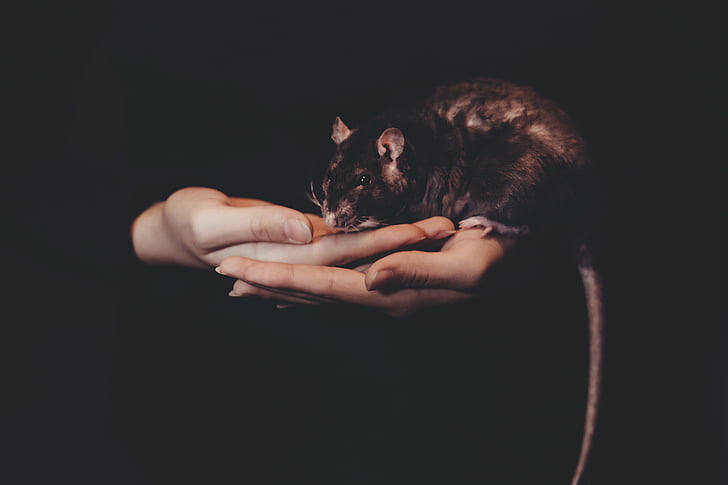 person, holding, black, mouse, dark, rat, animal