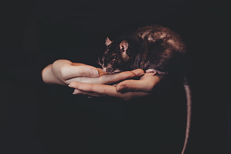 persoană, Holding, negru, mouse-ul, întuneric, rat, animale