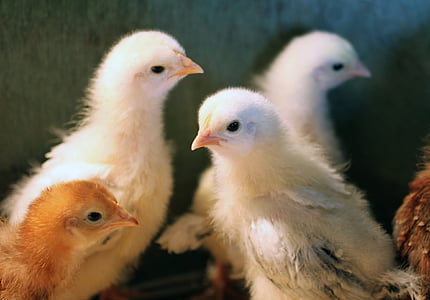 chick, easter, brahma, cherry egger, baby, feathers, poultry