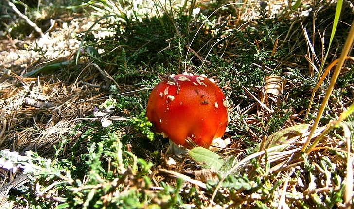 mushrooms, amanita muscaria, forest, autumn, nature, fungus, food
