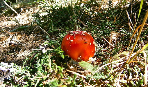 gljive, Amanita muscaria, šuma, jesen, priroda, gljiva, hrana