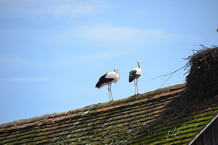 white storks, storks, birds, animals, rattle stork, nature, roof