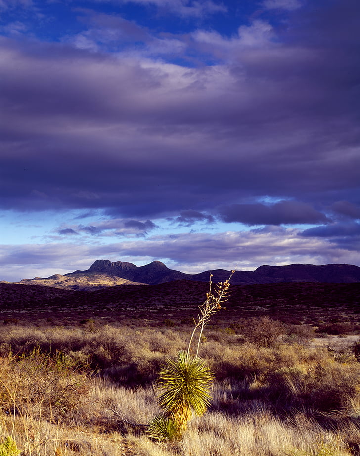 cactus, desierto, Texas, pradera, Estados Unidos, América, América del norte