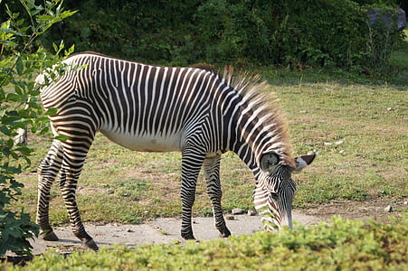 Zebra, zwierzęta, ogród zoologiczny, pasy bezpieczeństwa