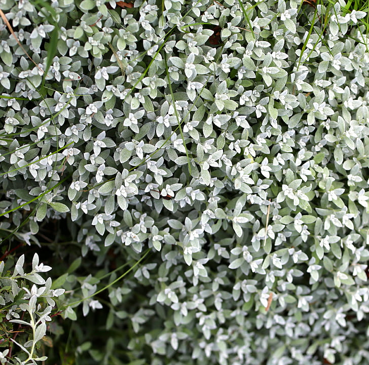 silverarv, perennial, plant, flowers