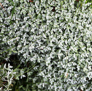 silverarv, monivuotinen, kasvi, kukat