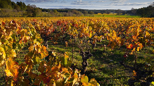 herald, vine, vineyard, fall, ceps, grape, agriculture