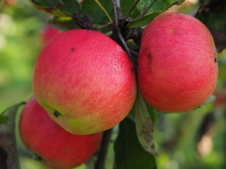 ябълка, ябълковото дърво, зрели, здрави, вкусни, плодове, червен
