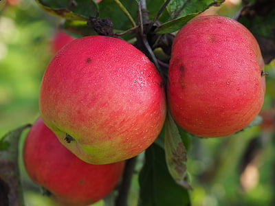 jabuka, drvo jabuke, zrela, zdrav, ukusna, voće, Crveni