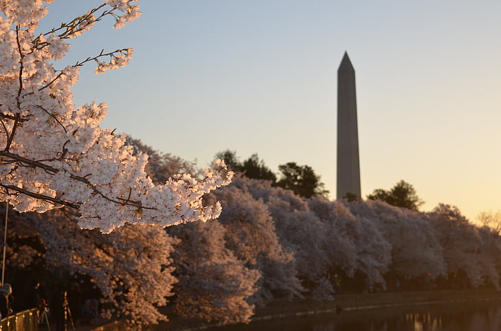 bílá, Sakura, poblíž, Washington, Památník, modrá, obloha