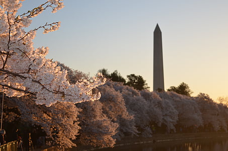 bijeli, Sakura, u blizini, Washington, spomenik, plava, nebo