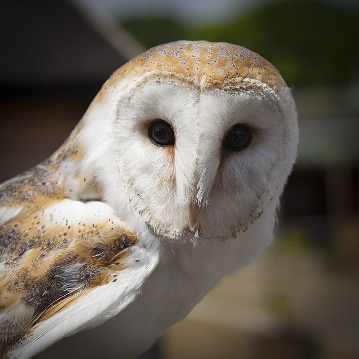 animal, animal photography, barn owl, bird, close-up, macro, owl