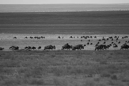 牛羚, 迁移, 到达, 非洲, 野生动物, 坦桑尼亚, serengetti