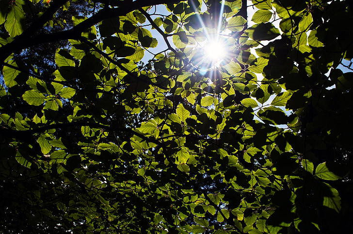 leaves, leaf, green, season, sun, macro, nature
