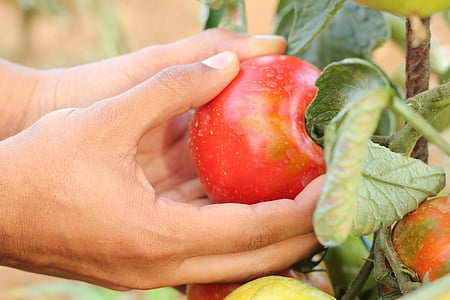 agricultura, tomate, mâinile, Holding, recolta, produse alimentare, gradina