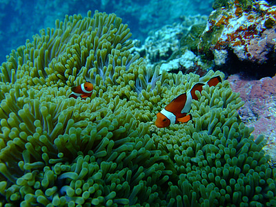 more, riba, ronjenje, Nemo, pod vodom, anemonefish, greben