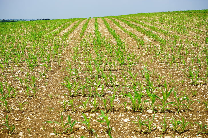 kukuričnom poli, kukurica, pole, na ornej pôde, mladé rastliny, Frisch, poľnohospodárstvo