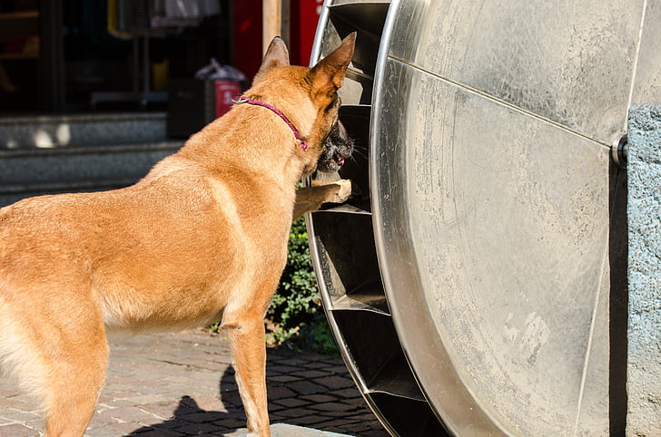 Hund-trick, Malinois, Belgischer Schäferhund, Hund zeigt einen trick, Sommer, lustig