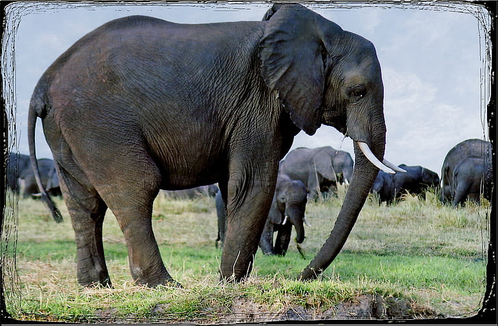 elefanter, djur, Namibia, Safari, Afrika, vilda liv, naturen