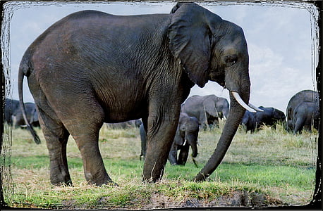 elefanter, djur, Namibia, Safari, Afrika, vilda liv, naturen