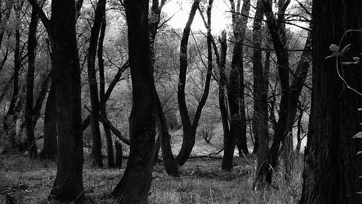 forest, trees, nature, tree, black And White, outdoors, woodland