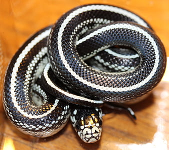 chain natter, lampropeltis getula, natter, snake, black and white striped, species, close