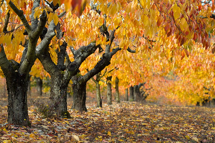пейзаж, Осень, вишня, желтый, листья, Природа, Осенние листья