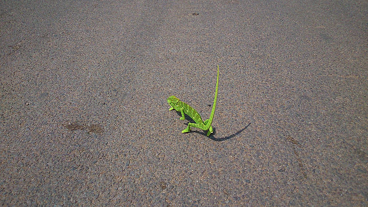 kameleont, reptil, ödla, grön, Lone, promenader, långsam